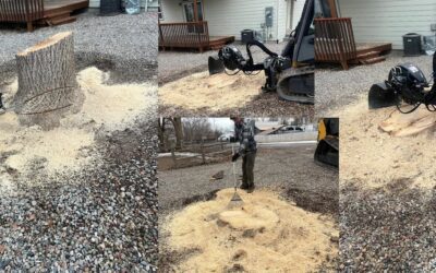 The Definitive Guide to Stump Removal in Grand Junction, Redlands, Appleton, and Fruita Colorado.
