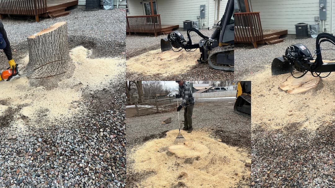 Dumpster Dan has experience handling stump removal
